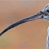 Ist der wehmütige Ruf des Brachvogels verstummt?