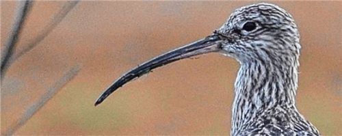 Wo man Mähzeiten auf die Brutzeiten abstimmt, könnte man den Brachvogel noch halten. Foto Moning