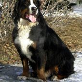 90-Kilo-Hund wird zur Bestie
