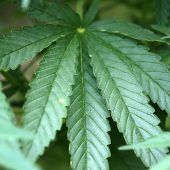 Große Menge Cannabis sichergestellt