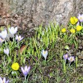Frühling ist eingezogen