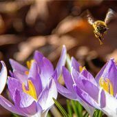 Ein erster Frühlingsbote