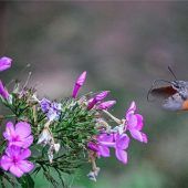 Blende: Platz 15 für falschen Kolibri
