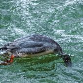 Tierisches „Schwarzfischen“ an der Mangfall: Gänsesäger auf Beutezug