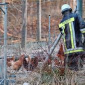 Feuer im Hühnerstall