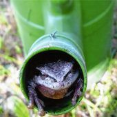 Blende: Platz 3 für den Frosch in der Gießkanne