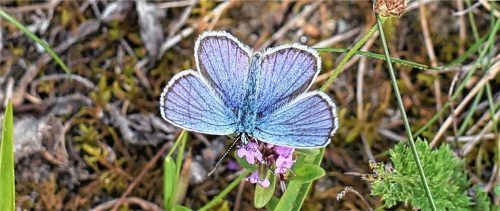 Ausbau und Regulation des Inns sowie der Klimawandel zerstören den Lebensraum des Argus-Bläulings. Foto Ruchlinski