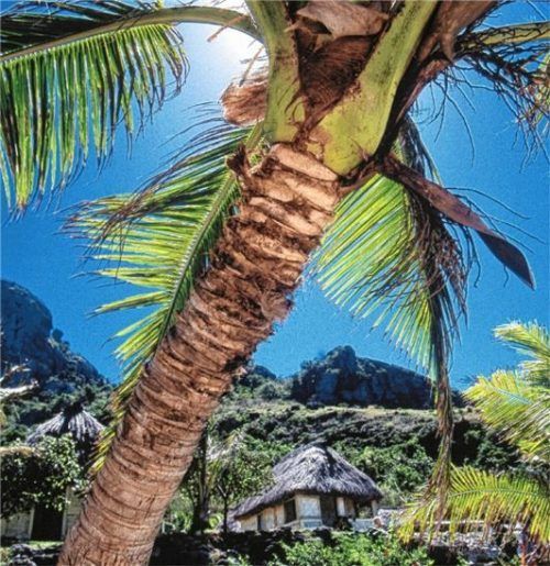 Authentische Erlebnisse in der Südsee: Reisende logieren zum Beispiel unter Palmen. Foto Gebeco Länder erleben