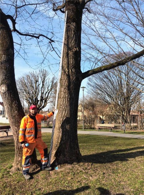 Bauhof-Mitarbeiter Simon Reiter markiert den Tulpenbaum am Karl-Daniels-Platz, denn daran soll ein Nistkasten aufgehängt werden. Foto Weinzierl