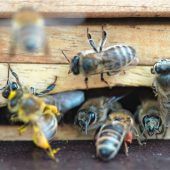 Debatte um Volksbegehren hält an