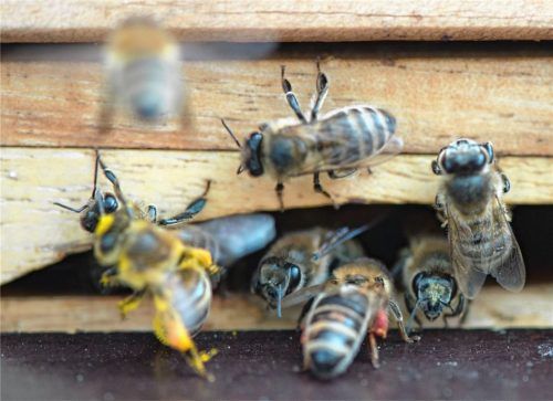 Bienen spielen eine zentrale Rolle im Erhalt des Ökosystems. Foto dpa