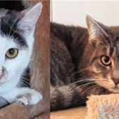 Katzenschwestern warten auf Glück