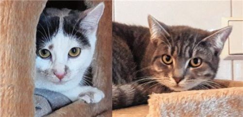 Bildhübsch: die beiden Katzenschwestern Finia (links) und Fee aus dem Tierheim Ostermünchen.