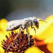 Volksbegehren: Diskussion hält an