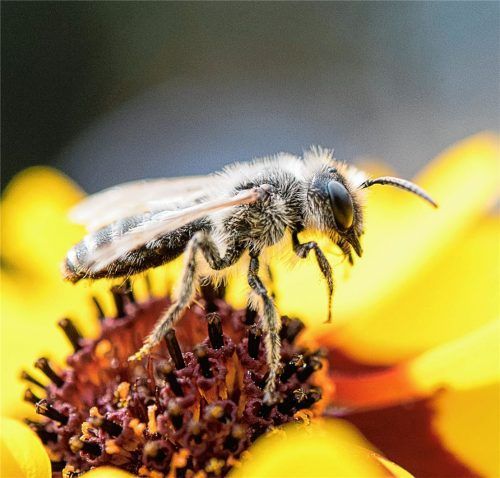 Den einen Grund für das Bienensterben gibt es offenbar nicht.Foto dpa