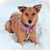 Nach drei Wochen: Hund Teddy zurück