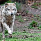 Ein Wolf auf der Durchreise