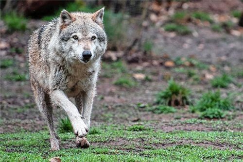 Der Wolf, wissenschaftlich „canis lupus“, in der Fabelwelt als Isegrim bekannt, wird in Deutschland zunehmend wieder heimisch. Ein Tier ist jetzt im Landkreis Traunstein bestätigt. Wer einen Wolf sieht, kann sich mit dem Landesamt für Umwelt oder mit den Unteren Naturschutzbehörden bei den Landratsämtern in Verbindung setzen. Foto dpa
