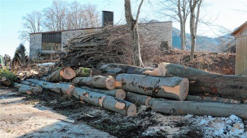 Die gefällten Bäume an der alten Turnhalle sorgten jetzt im Gemeinderat für Ärger. Foto Rehberg