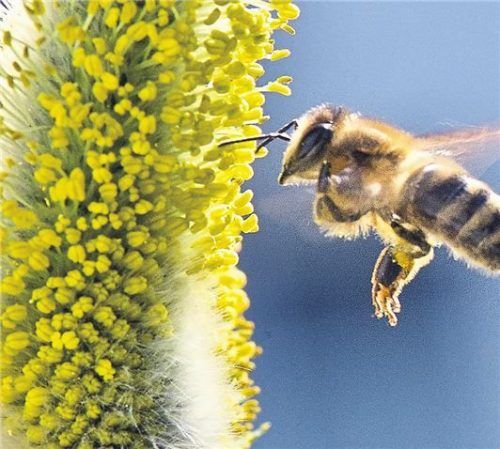 Die leuchtend gelben Pollen der blühenden Weidenkätzchen ziehen Bienen schon sehr früh im Jahr magisch an. Foto dpa/Roessler