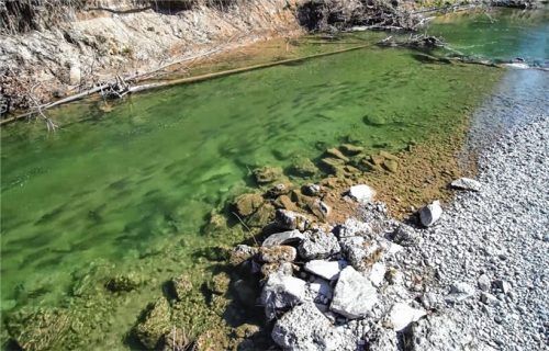 Flussaufwärts ziehende Nasen in der Mangfall im Frühjahr des vergangenen Jahres. Fotos Wasserwirtschaftsamt Rosenheim