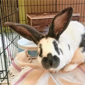 Riesenschecke immer zu Scherzen aufgelegt