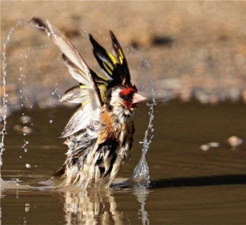 Heimische Wildkräuter stehen lassen – das würde dem Distelfink, der auch Stieglitz genannt wird, schon helfen. Foto Moning