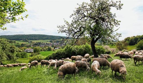 In Vogelsberg lässt sich der Frühling in ursprünglicher Landschaft erleben. Foto Vogelsberg Touristik/Christina Marx.