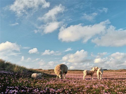 Lämmer grasen am Sylter Ellenbogen. Foto Holger Widera/Sylt Marketing/akz-o