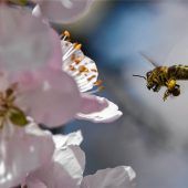 Volksbegehren weiter im Fokus