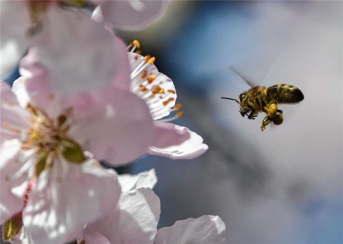 Mehr als 1,7 Millionen Bürgerinnen und Bürger haben in Bayern für das Volksbegehren Artenvielfalt unterschrieben. Foto dpa