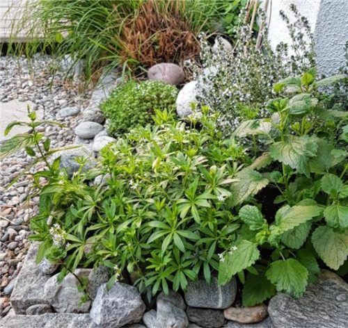 Minze, Basilikum, Thymian und Schnittlauch: In Susanne Hoffmanns Kräutergarten findet sich alles.