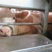 Der Kuh ist die Zeit ganz egal