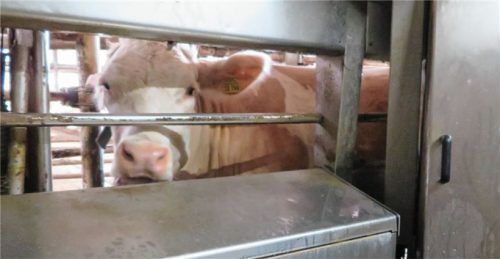 Neugieriger Blick aus dem Melkroboter: Kühe in modernen Laufställen dürfen zur Melkmaschine gehen, wann ihnen danach ist.Foto Enzinger