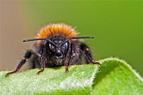 Sie sind unterwegs: Hummeln – hier eine sogenannte Baumhummel – fliegen wieder durch die Region. Foto dpa