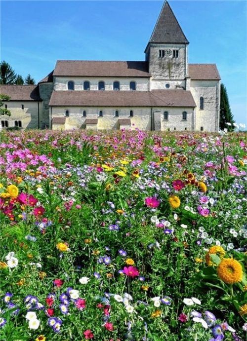 So sieht sie aus, die „Reichenauer Blumenmischung“. Interessierte können den Samen bei den Neubeurer Gartlern bekommen.Fotos dorendorf-Gietl