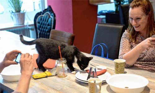 Ungewöhnlicher Gast auf dem Restauranttisch: Eine Katze schnuppert an Tellern, die gerade leer gegessen sind. Deckel für Teller und Tassen schützen die Speisen vor Katzenhaaren – bis sie vor den Gästen auf dem Tisch stehen.Foto  dpa