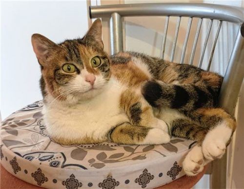 Verschmust und liebenswert: Katzendame „Trixie“.