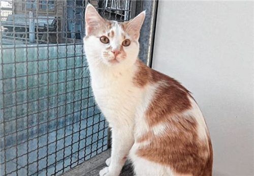 Verspielter Jungkater: Campino aus dem Tierheim Ostermünchen.Foto re