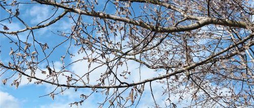 Weidenkätzchen nahe des Weihers – ein Paradies für Bienen, die gleich nebenan im Bienen-Lehrstand wohnen. Fotos Weinzierl