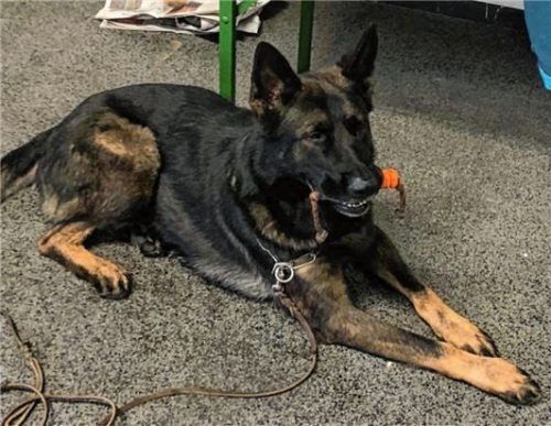Woran Rex gestorben ist, lässt sich auch nach der Autopsie nicht sagen. Foto PRIVAT