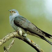 Schmugglerpärchen an Grenze erwischt