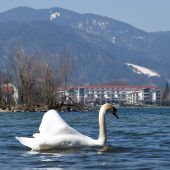 Der Schreckensschwan vom Tegernsee