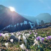 Der Heuberg steht in voller (Krokus-)Blüte