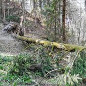 Borkenkäfer bekämpfen