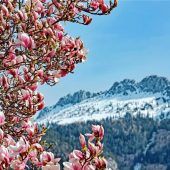 Magnolien grüßen den Schnee auf der Kampenwand