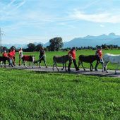 Sind die Esel der Aufgabe gewachsen?