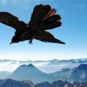 Meister der akrobatischen Flugkunst