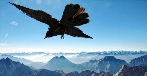 Bei Ausflügen in der heimischen Bergwelt oftmals anzutreffen: die Bergdohle, die nicht nur eine akrobatische Flugshow liefert, sondern sich gerne auch an der Verpflegung der Wanderer bedient. Foto dpa