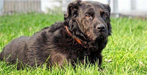 Labrador Capitaine sucht ein neues Zuhause.Foto Tierheim